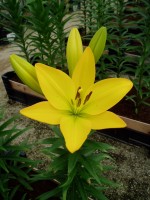 [1630 GoldenTycoon No01.JPG]